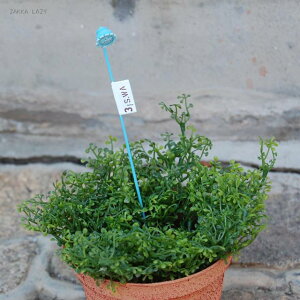 V[sbNBL @@FV 䂤 E[ K[fsbN sbN V[ AeB[N  AW K[fjOylR|XERpNgΉz