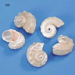 L@IuWF@p[VF5@Ă̊C@fBXvCEp@6Zbg̔