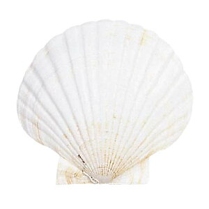 L@IuWF@z^eL@Ă̊C@fBXvCEp@12Zbg̔