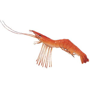 C̐@IuWF@20cmVv@Ă̊C@fBXvCEp@6Zbg̔