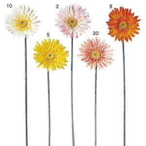 K[x@K[xԑ@fBXvC@CeA@t̉ԁ@12{Zbg̔