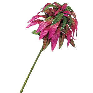 観葉植物 夏の人気商品 通販 価格比較 価格 Com 観葉植物 夏の人気商品 通販 価格比較 価格 Com