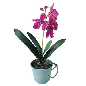 バンダ 花の人気商品 通販 価格比較 価格 Com バンダ 花の人気商品 通販 価格比較 価格 Com