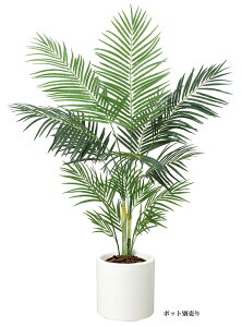 ϗtA@ԁ@160cmAJp[c[@|bgʔ@X܁EHXEItBXp@fBXvC