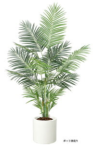 ϗtA@ԁ@180cmAJp[c[@|bgʔ@X܁EHXEItBXp@fBXvC