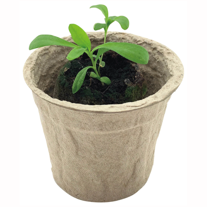 楽天市場 Ecoポット 花の種 100個セット販売 プラスチック製品を含まない 環境に優しい 発芽キット 古紙再生植木鉢 ゴールドスター