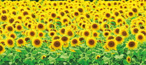 �Ă̑����@�X�ܗp�����@�f�B�X�v���C�V�[�g�@�Ђ܂�蔨�@H87×L200cm�@������čՂ�C�x���g�ɍœK�@�X�܏��i�@�ԉ΁@�f�B�X�v���C�@����ꑕ��