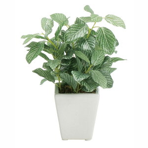 ϗtA@ԁ@fBXvC@~j|bgtBbgjA@20cm@12Zbg̔@ItBXEX܂ŐlC