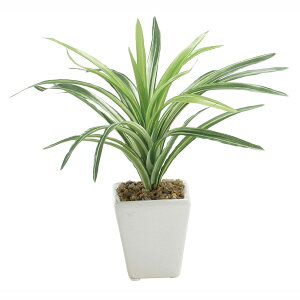 ϗtA@ԁ@fBXvC@~j|bghZi@22cm@12Zbg̔@ItBXEX܂ŐlC