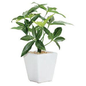 ϗtA@ԁ@fBXvC@~jpL|bg20cm@12Zbg̔@ItBXEX܂ŐlC