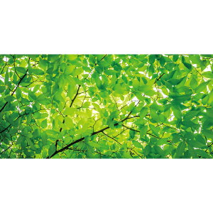 Ă̑@t@Xܗp@fBXvCV[g@t@H87×L200cm