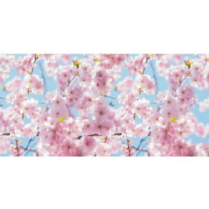 @@fBXvCV[g@@87×200cm@Xܑ@t