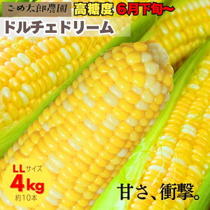 y2026N\񕪁z h`Fh[ XC[gR[ gERV Ƃ낱 x ŐHׂ LLTCY Mtg _ 10{`12{i4kgj