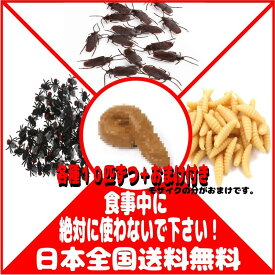 楽天市場 ウジ虫の通販