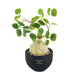 킢 JXj FB IWi Mtg CeAG tFCNO[ Vzj ϗtA av[g LOi I[_[Ch  Nj e  X