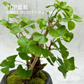 POP盆栽 いちょう 鉢セット 観葉植物 GOOD2SELECT