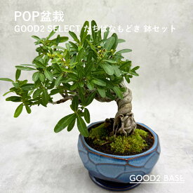 POP盆栽 たちばなもどき 鉢セット 観葉植物 GOOD2SELECT 盆栽