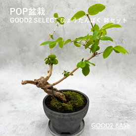 POP盆栽 ひょうたんぼく 鉢セット 観葉植物 GOOD2SELECT