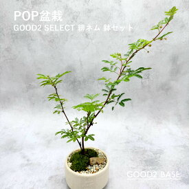 POP盆栽 緋ネム 鉢セット 観葉植物 GOOD2SELECT