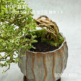 POP盆栽 沈丁花 鉢セット 観葉植物 GOOD2SELECT