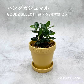 パンダガジュマル GOOD2 SELECT 選べる5種 鉢セット 3号 観葉植物 鉢付き インテリアグリーン 室内植物 おしゃれ ミニ観葉 卓上植物 初心者オススメ