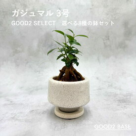 ガジュマル GOOD2 SELECT 選べる8種 鉢セット 3号 観葉植物 鉢付き インテリアグリーン 室内植物 おしゃれ ミニ観葉 卓上植物 初心者オススメ ギフト 贈り物