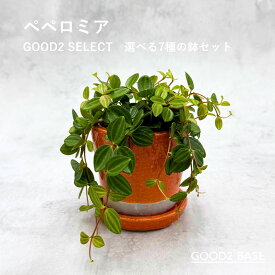 ペペロミア GOOD2 SELECT 選べる7種 鉢セット 3号 観葉植物 鉢付き インテリアグリーン 室内植物 おしゃれ ミニ観葉 卓上植物