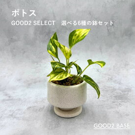 ポトス GOOD2 SELECT 選べる6種 鉢セット 3号 観葉植物 鉢付き インテリアグリーン 室内植物 おしゃれ ミニ観葉 卓上植物