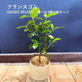 フランスゴム GOOD2 SELECT 選べる3種 鉢セット 5号 観葉植物 鉢付き インテリアグリーン 室内植物 おしゃれ 観葉 初心者オススメ