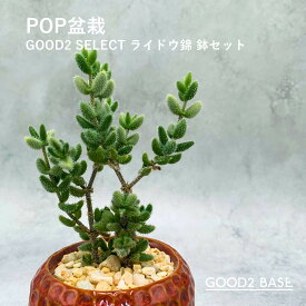 POP盆栽 ライドウ錦 鉢セット 観葉植物 GOOD2SELECT