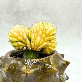 POP盆栽 エキノプシス パチャノイ 鉢セット 観葉植物 GOOD2SELECT