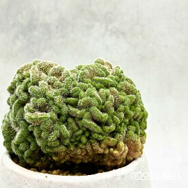 POP盆栽 サボテン マミラリア ルイ 鉢セット 観葉植物 GOOD2SELECT