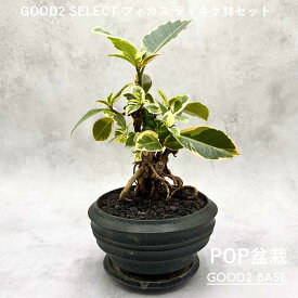 POP盆栽 フィカス ティネケ 鉢セット 観葉植物 GOOD2SELECT