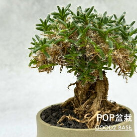 POP盆栽 トリコディアデマD 鉢セット 観葉植物 GOOD2SELECT