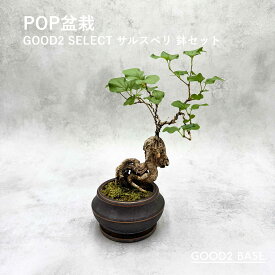 POP盆栽 サルスベリ 鉢セット 観葉植物 GOOD2SELECT 百日紅