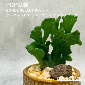 POP盆栽 ユーフォルビアアルアウディー 鉢セット 観葉植物 GOOD2SELECT