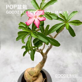 POP盆栽 アデニウム 鉢セット 観葉植物 GOOD2SELECT 盆栽