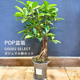POP盆栽 ガジュマル 鉢セット 観葉植物 GOOD2SELECT