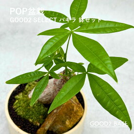 POP盆栽 パキラ 鉢セット 観葉植物 GOOD2SELECT 盆栽