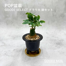 POP盆栽 グラウカ 鉢セット 観葉植物 GOOD2SELECT 盆栽
