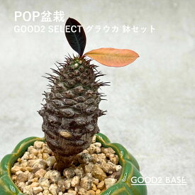 POP盆栽 ユーフォルビアパキポディオイデス 鉢セット 観葉植物 GOOD2SELECT 盆栽