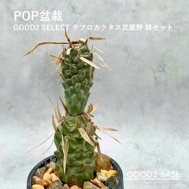 POP盆栽 テフロカクタス武蔵野 鉢セット 観葉植物 GOOD2SELECT