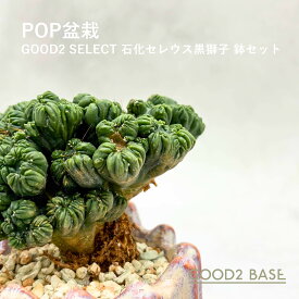 POP盆栽 石化セレウス 黒獅子 鉢セット 観葉植物 GOOD2SELECT 盆栽