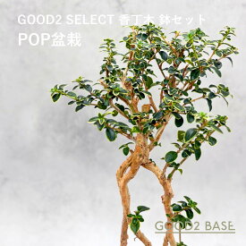 POP盆栽 香丁木 鉢セット 観葉植物 GOOD2SELECT 盆栽