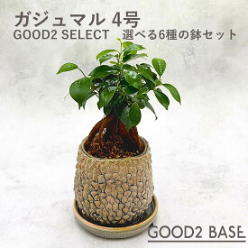 ガジュマル 選べる6種 鉢セット 4号 観葉植物 鉢付き GOOD2 SELECT インテリアグリーン 室内植物 おしゃれ ミニ観葉 卓上植物