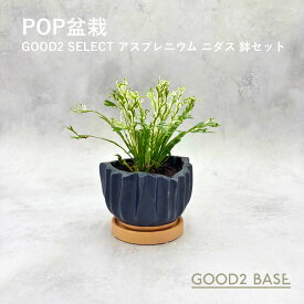 POP盆栽 アスプレニウム ニダス 鉢セット 観葉植物 GOOD2SELECT 盆栽