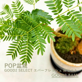 POP盆栽 エバーフレッシュ 鉢セット 観葉植物 GOOD2SELECT 盆栽
