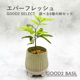 エバーフレッシュ GOOD2 SELECT 選べる6種 鉢セット 3号 観葉植物 鉢付き インテリアグリーン 室内植物 おしゃれ ミニ観葉 卓上植物