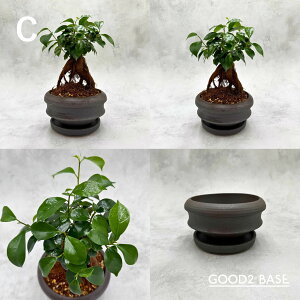 �K�W���}�� GOOD2 SELECT �I�ׂ�6�� ���Z�b�g 4�� �ϗt�A�� ���t�� �C���e���A�O���[�� �����A�� ������� �~�j�ϗt ���A��