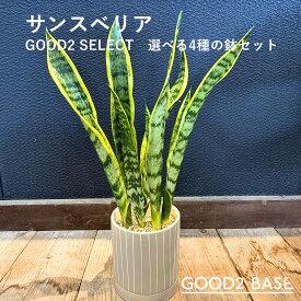 サンスベリア GOOD2 SELECT 選べる4種 鉢セット 5号 観葉植物 鉢付き インテリアグリーン 室内植物 おしゃれ 観葉 初心者オススメ ギフト 贈り物